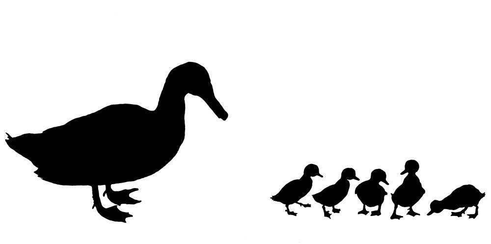 Black White : Tana Hoban